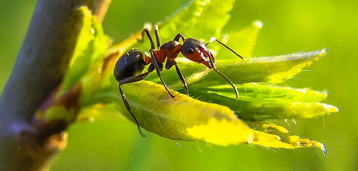 Comment éradiquer les fourmis dans la maison?