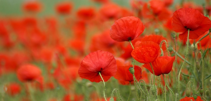 Quelles fleurs offrir au mois de juin ?