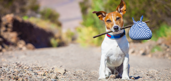 La loi contre la maltraitance animale est définitivement adoptée par le Parlement