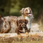 australian-shepherd-wallpaper-2560x1600-25116.jpg