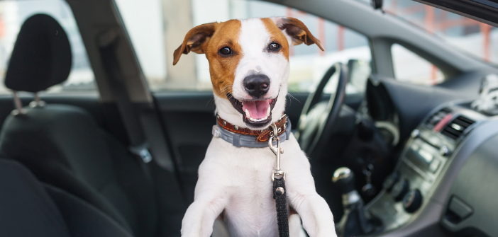 Uber Pet’ arrive à Nice !