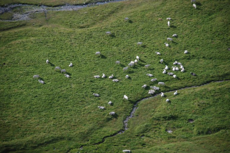 Quoi de prévu pour le parc du Mercantour d’ici 2024