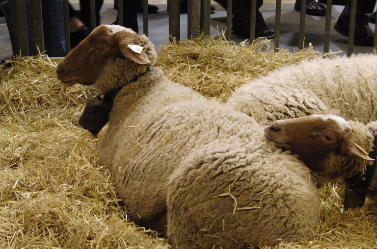 Henry-Jean Servat et Jean Moucheboeuf, unis pour le bien-être animal