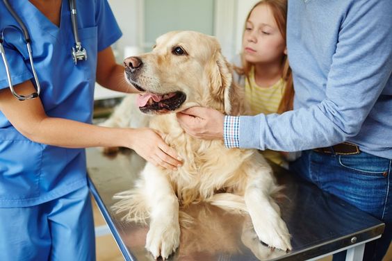 Fondation Assistance aux Animaux